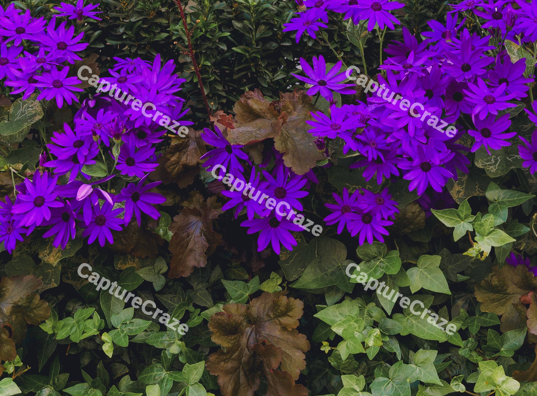 Purple Flowers